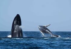 Piura: Turistas podrán disfrutar de espectáculo de ballenas jorobadas hasta fines de octubre