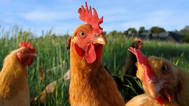 Bolivia rechaza 100.000 gallinas que Bill Gates donó para "reducir la pobreza"