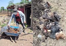 Lambayeque: Muerte masiva de aves alarma a pobladores en Motupe
