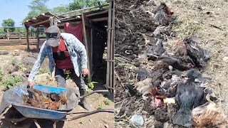Lambayeque: Muerte masiva de aves alarma a pobladores en Motupe