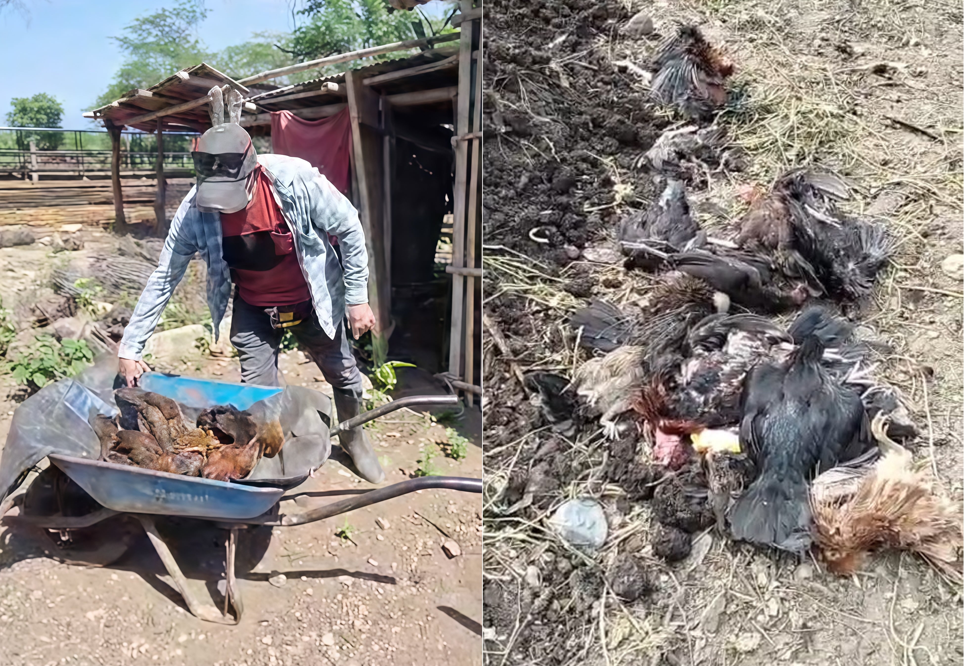 Reportan muerte de aves en varios caseríos.