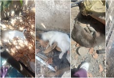 Palpa: denuncian envenenamiento de cinco gatos en el sector 9 de Marzo