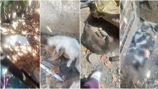 Palpa: denuncian envenenamiento de cinco gatos en el sector 9 de Marzo