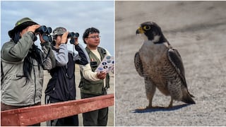 Pisco: registran avistamiento de halcón peregrino en la Reserva Nacional de Paracas