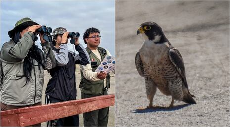 Pisco: registran avistamiento de halcón peregrino en la Reserva Nacional de Paracas