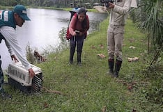 Liberan boa que se hallaba en el interior de vivienda en Cusco (VIDEO)
