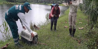 Liberan boa que se hallaba en el interior de vivienda en Cusco (VIDEO)