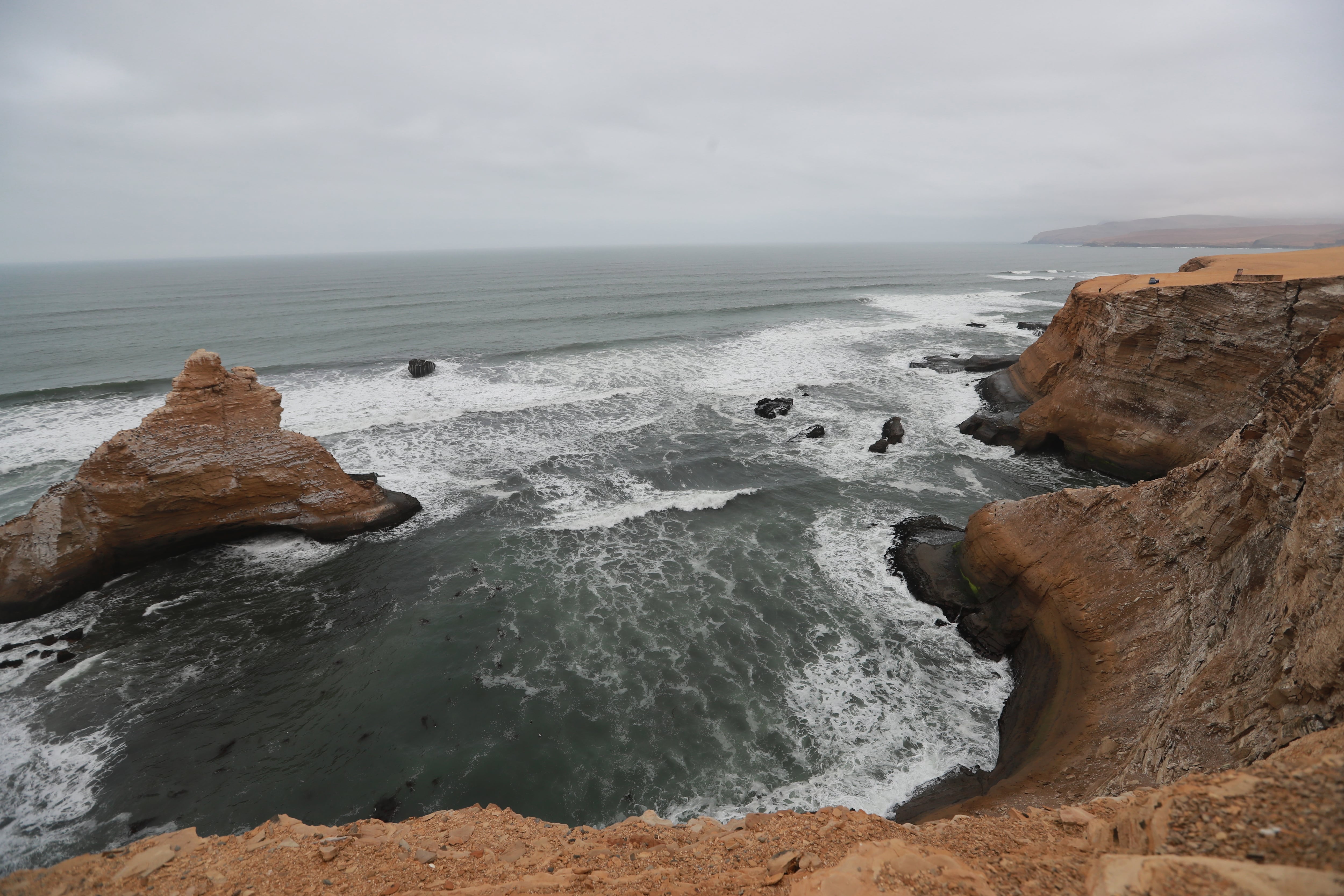 Paracas es hábitat de 216 especies de aves, 36 de mamíferos, 10 de reptiles y 168 de peces.