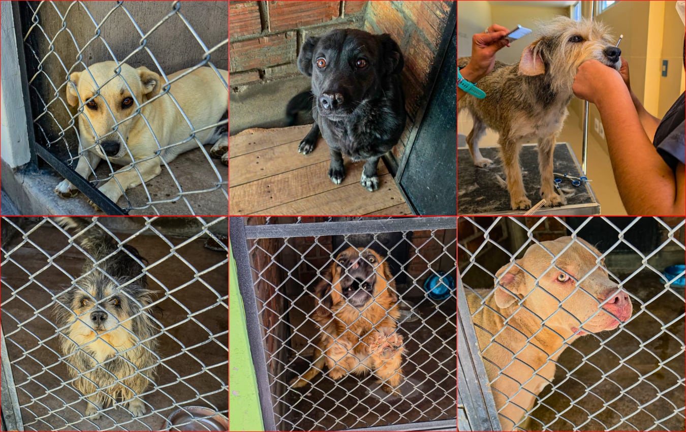 Ponen en adopción a 16 perros rescatados en Arequipa