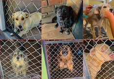 Ponen en adopción a 16 perros rescatados en Arequipa
