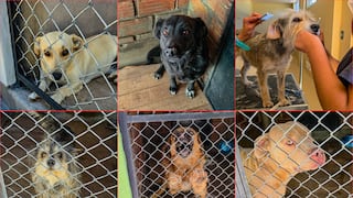 Ponen en adopción a 16 perros rescatados en Arequipa