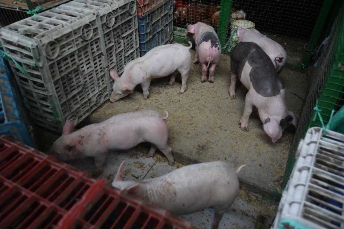 Se llevan animales porcino de valor a comerciantes. Foto: Correo/ Referencial