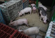 Asaltan a trabajadores y roban 15 cerdos valorizados en S/ 10 mil en Lambayeque