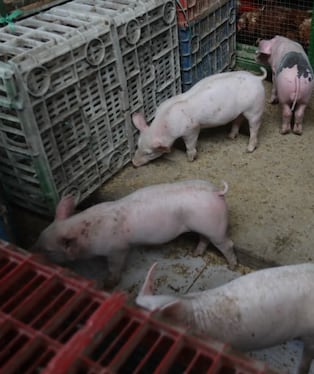 Se llevan animales porcino de valor a comerciantes. Foto: Correo/ Referencial