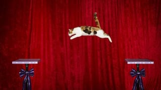 La lengua más larga, un fan de James Bond y un gato saltador entran en el Guinness (FOTOS)