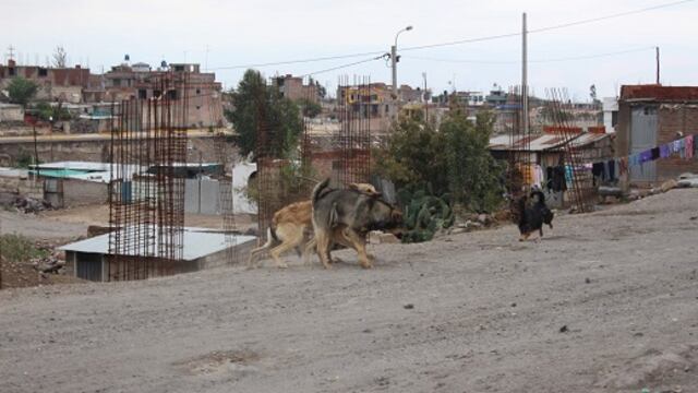 Detectan primer caso positivo de rabia canina en la ciudad de Arequipa