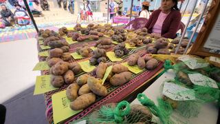 Comunidades campesinas logran recuperar 226 variedades de papa utilizando prácticas ancestrales