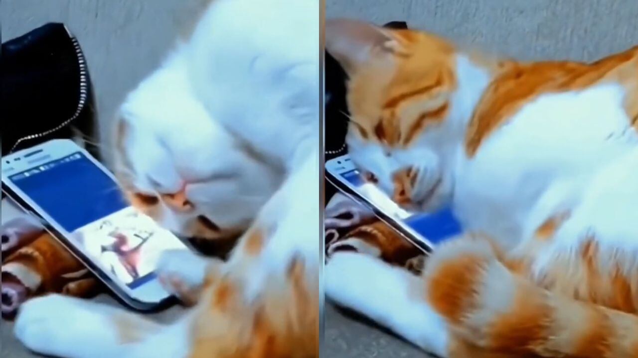 Gatito tuvo una conmovedora reacción. (Foto: composición EC)