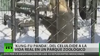 Conoce al oso ruso bautizado como "Kung-fu panda" por su habilidad (VIDEO)
