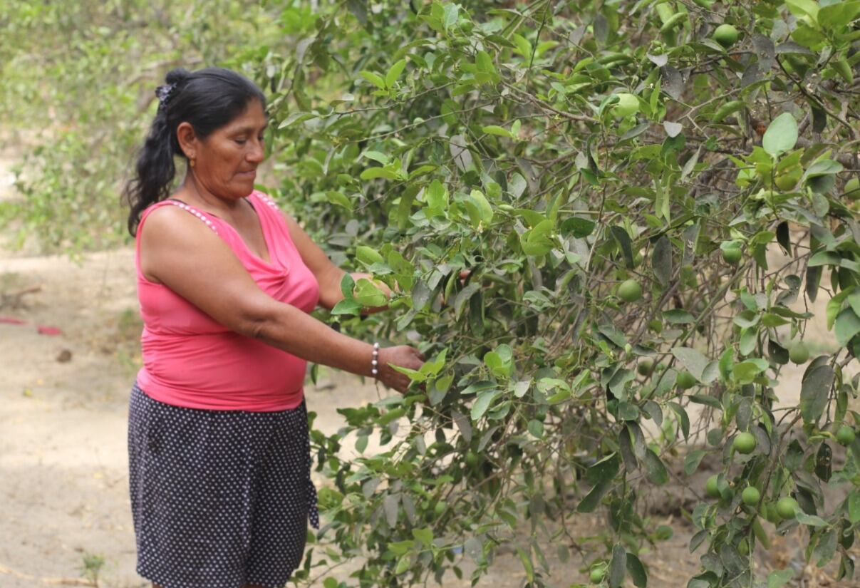 Digna Sandoval tiene su parcela en Cieneguillo Norte, en Sullana, donde siembra limones como parte de su emprendimiento.