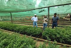 Piura: Proyecto de reforestación beneficia a 2 mil 500 familias de Canchaque