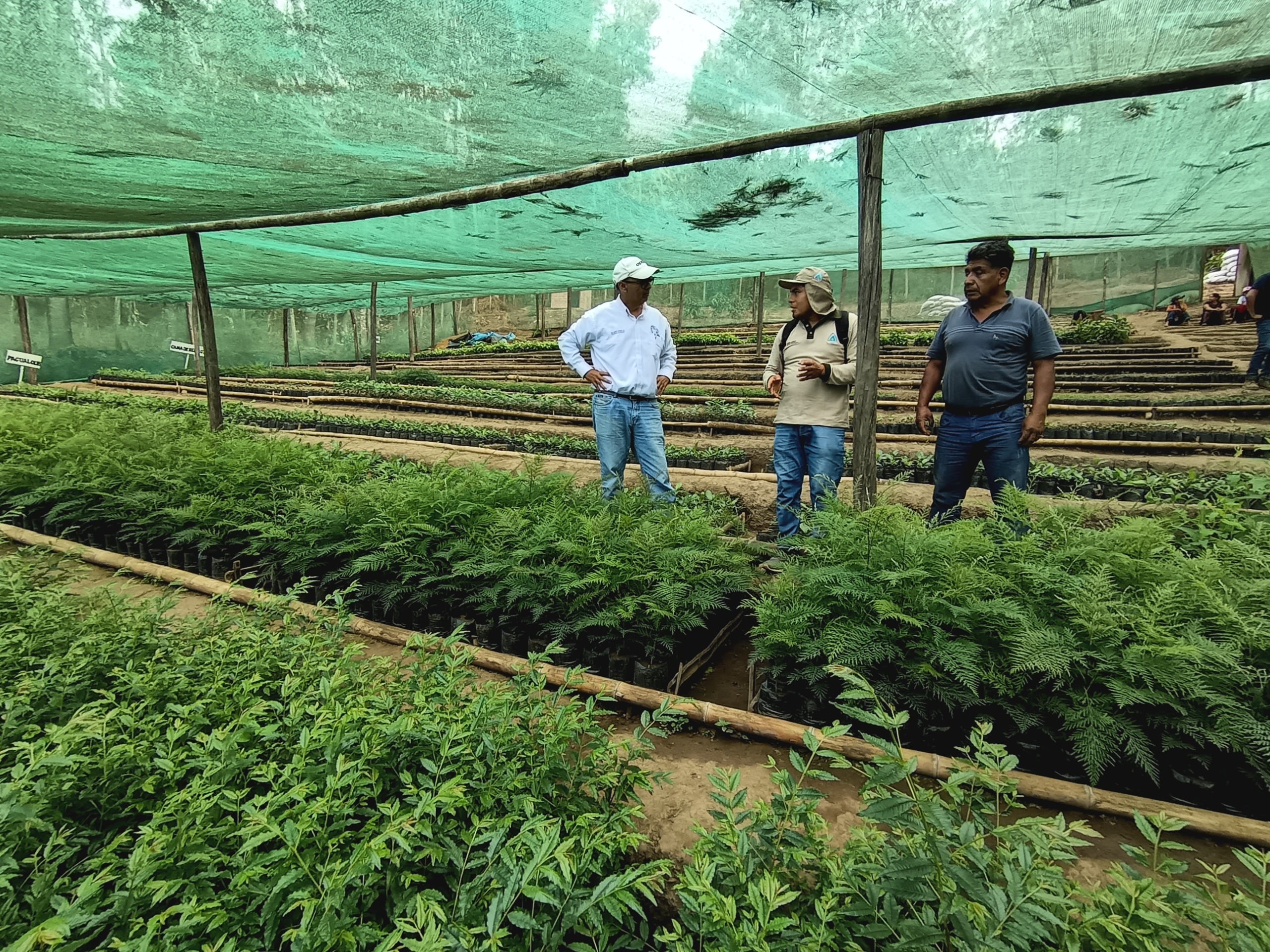 Proyecto de reforestación en la sierra de Piura
