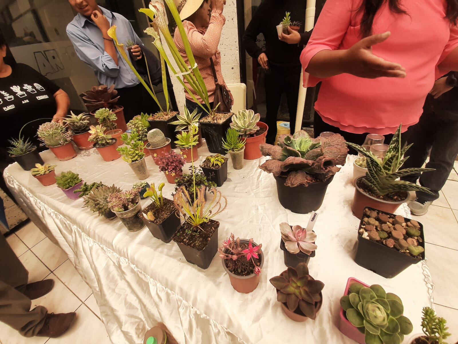 Plantas serán expendidas en feria en Arequipa. (Foto: GEC)