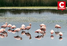 Flamencos vuelven a anidar en el lago Junín después de más de 15 años