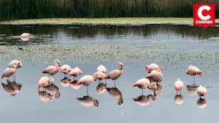 Flamencos vuelven a anidar en el lago Junín después de más de 15 años