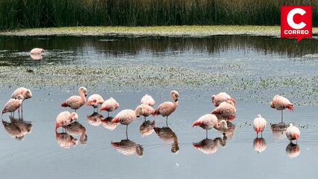 Flamencos vuelven a anidar en el lago Junín después de más de 15 años