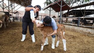 Trujillo: Nace primera cría vacuna producto de transferencia tecnológica en IMBRA UPAO