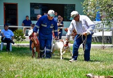 La Libertad: Impulsan la crianza caprina con la I Expo Cabra 2026