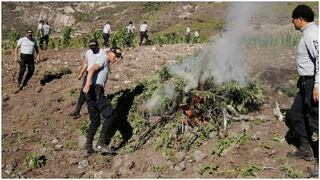 La Libertad: Incineran más de 28 mil plantones de marihuana en Marcabal 