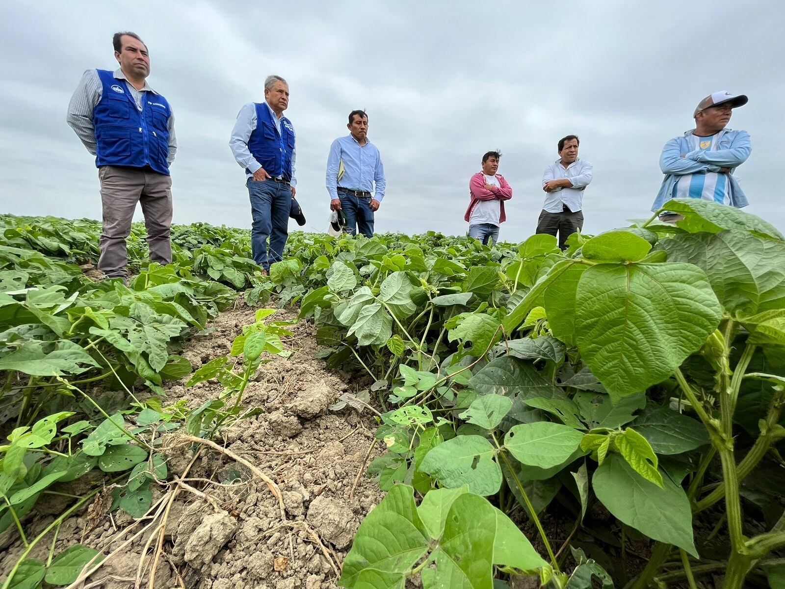 El titular de la Direccción Regional de Agricultura, Paúl Loayza, señaló que aparecerían plagas como roya amarilla, mosca de la fruta, gusano rosado y otros que afectan los sembríos de café, algodón, mango, frejol y banano. Mientras que el Senasa informó que también se verían langostas y pidió tomar precauciones