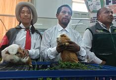 Concepción: Cuyes y caballos de paso en feria de Maravilca