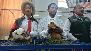 Concepción: Cuyes y caballos de paso en feria de Maravilca