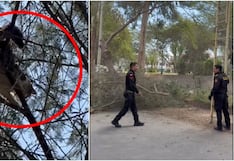 Ica: rescatan a Goliat, gato atrapado cuatro días en un árbol de más de 20 metros