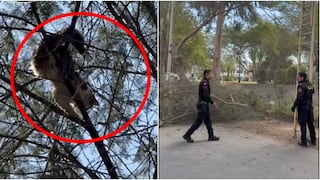Ica: rescatan a Goliat, gato atrapado cuatro días en un árbol de más de 20 metros