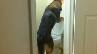 YouTube: Perro orina en inodoro y tira la palanca (VIDEO)