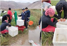 Pisco: impulsan el repoblamiento de cerca de 196 mil larvas de camarón de río en Huáncano