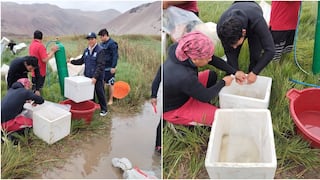Pisco: impulsan el repoblamiento de cerca de 196 mil larvas de camarón de río en Huáncano