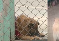 Villa Panamericana: Denuncian que perritos rescatados podrían ser desalojados