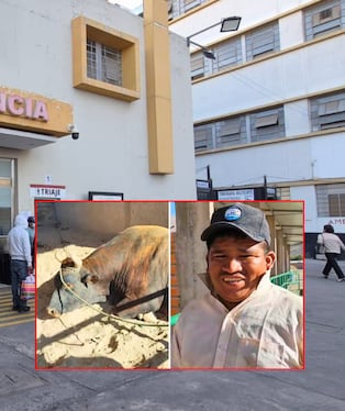 Carlos Cayo Palomino quedó grave tras ser corneado por el toro "Tigre Haaland", luego del festival de toros de pelea en Socabaya. Foto: Composición GEC.