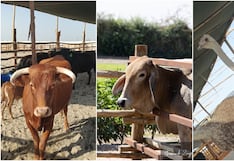 Zoológico con animales exóticos se perfila como nueva opción turística para este feriado largo en Ica