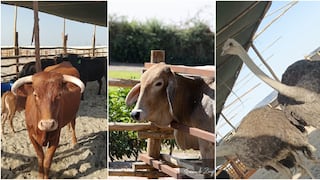 Centro recreacional con animales exóticos se perfila como nueva opción turística para este feriado largo en Ica