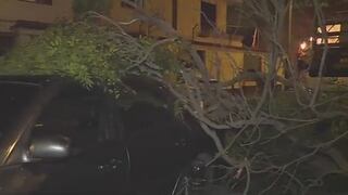 Pueblo Libre: Enormes ramas de árbol caen y dañan a dos automóviles (VIDEO)