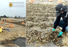 Pisco: Fiscalía decomisa 36 toneladas de productos hidrobiológicos y otros recursos