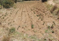 La sequía y helada afectan cultivos en el valle del Mantaro y empiezan a encarecer productos