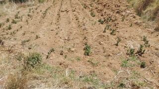 La sequía y helada afectan cultivos en el valle del Mantaro y empiezan a encarecer productos