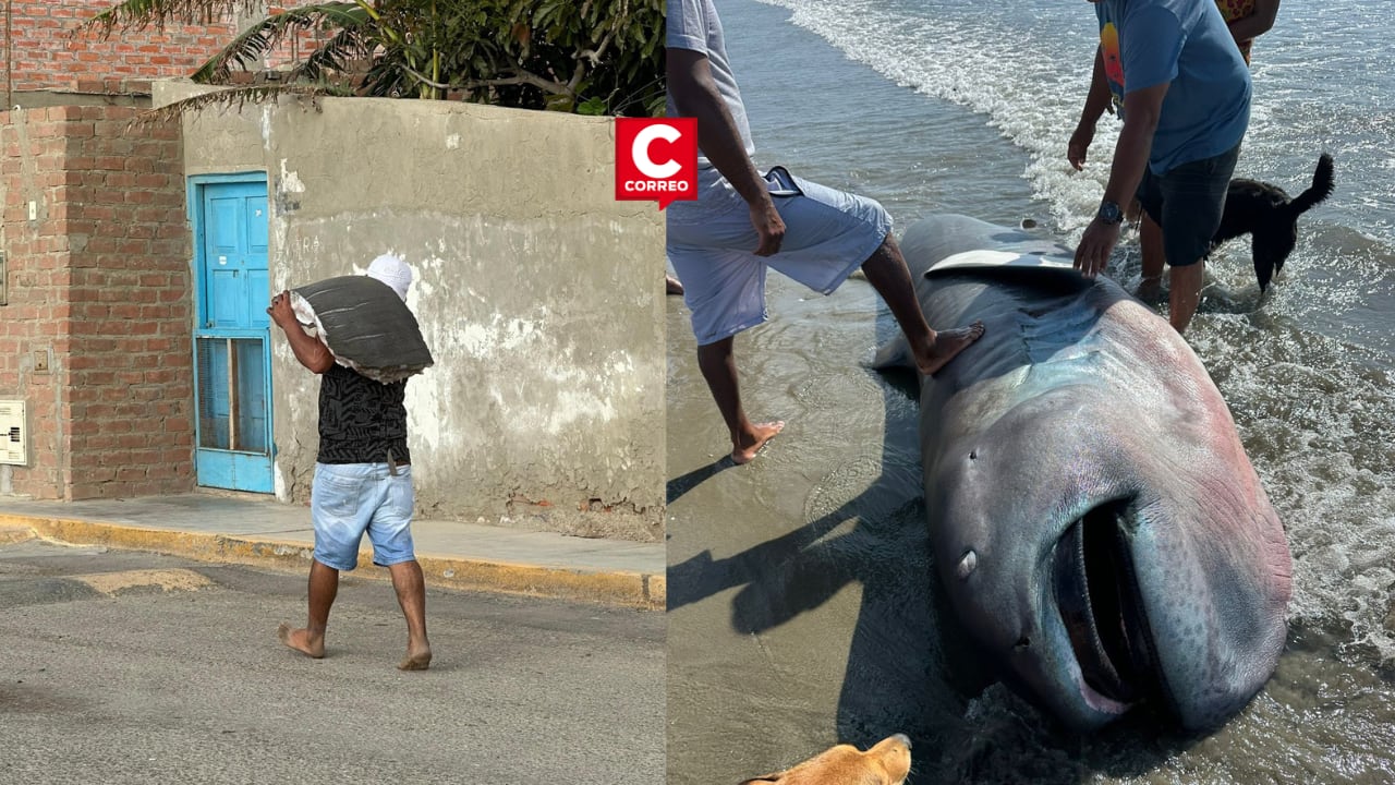 El ejemplar, reportado por el fotógrafo Moisés Prieto, generó sorpresa científica, pero terminó mutilado por pobladores antes de la intervención de autoridades. (Composición de las fotos de Moisés Prieto)